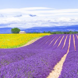 Natural-extracts-(17)