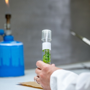 Natural-extracts (4)